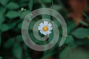 Wild flowers blooming in the forest
