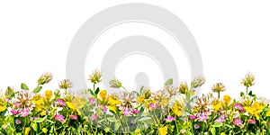 Wild flowers border isolated on white background