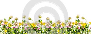 Wild flowers border isolated on white background