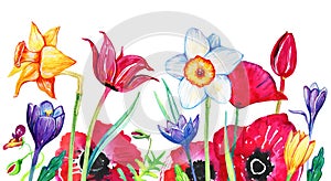 Wild flowers on the bottom of the page. Poppies, narcissuses, tulips. Hand drawn watercolor sketch illustration on white