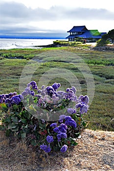 Wild flowers and bushes dot the waters edge in the Burlingame Shore Bird Sanctuary.