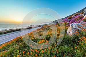 Wild flowers and California coastline in Big Sur at sunset