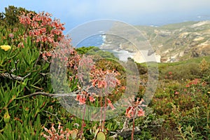 Wild flowers of Cape of good hope