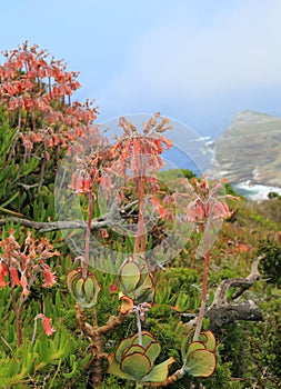 Wild flowers of Cape of good hope
