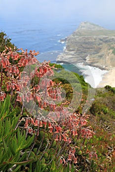 Wild flowers of Cape of good hope