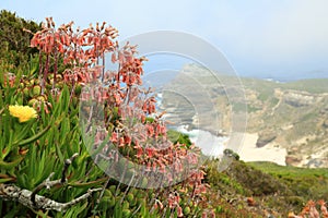 Wild flowers of Cape of good hope