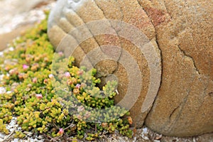 Wild flowers of Cape of good hope