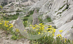 Wild flowers in Cappadocia