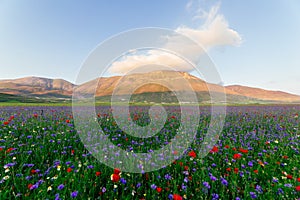 Wild flowers in Castelluccio di Norcia, Umbria, Italy