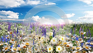 Wild flowers chamomile and daisies white and pink on a green field with grass on sunset