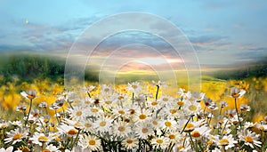 wild flowers chamomile and daisies white and pink on a green field with grass on sunset