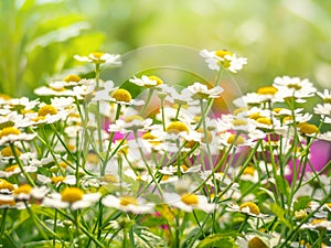 Wild flowers chamomile field daisy plant sunlight summer spring