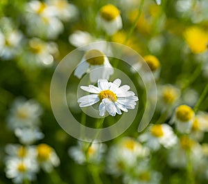 Wild flowers of chamomile in a summer field in the forest