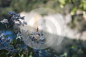 Wild Flowers on the Cliffs Edge