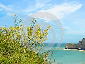 Wild flowers on the cliffs of Etretat, France