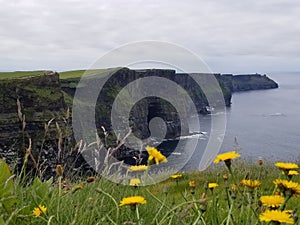 Wild Flowers at the Cliffs of Moher photo