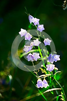 The wild flowers close-up