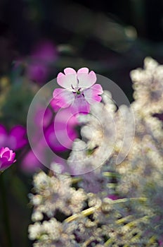 Wild Flowers Close Up, with blurry abstract Background