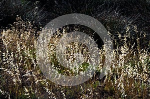 Wild Flowers Close Up, with blurry abstract Background