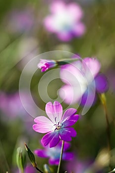 Wild Flowers Close Up, with blurry Background