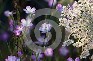 Wild Flowers Close Up, with blurry Background