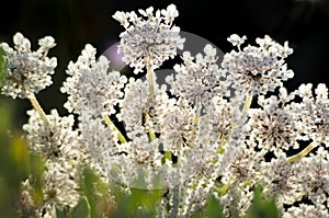 Wild Flowers Close Up, with blurry Background