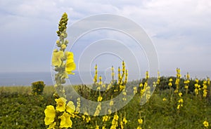 Wild Flowers on the Coast