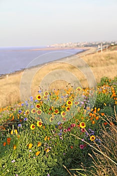 Wild flowers by coastline