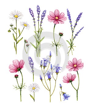Wild flowers collection