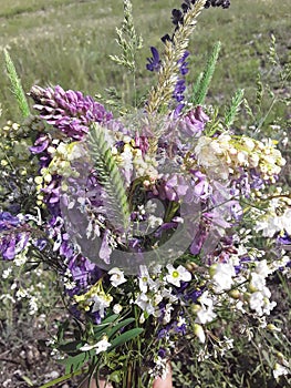 Wild flowers collection, gift - bouquet.