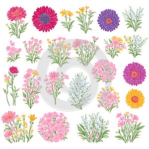 Wild flowers collection. herbs, herbaceous flowering plants, blooming flowers, subshrubs isolated on white background. Hand drawn