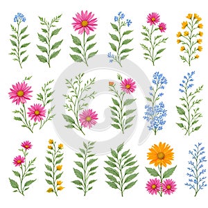 Wild flowers collection. herbs, herbaceous flowering plants, blooming flowers, subshrubs isolated on white background. Hand drawn