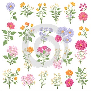 Wild flowers collection. herbs, herbaceous flowering plants, blooming flowers, subshrubs isolated on white background. Hand drawn photo