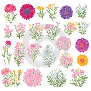 Wild flowers collection. herbs, herbaceous flowering plants, blooming flowers, subshrubs isolated on white background. Hand drawn photo
