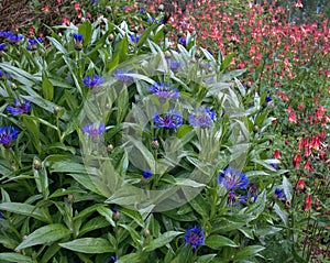 Wild flowers of Colorado higher climates