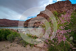 Wild Flowers Colorado River at Lees Ferry Arizona Landscape