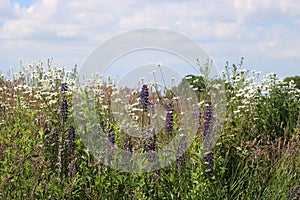 Wild flowers in community field, Pilling photo