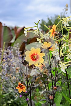 Wild flowers with Dahlia Sunshine in public garden