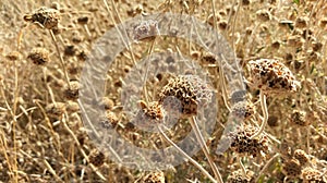 Wild flowers drying in field, Kalamos Island, Greece