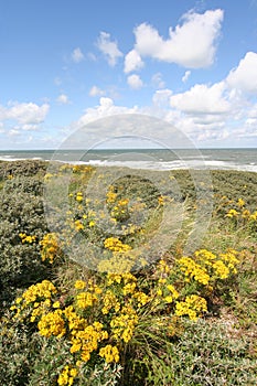 Wild Flowers in the Dutch Dunes