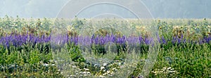 Wild flowers on a early Summer morning