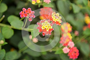 Wild flowers at Easter Island, Chile