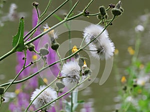 Wild flowers in eastham counrty park photo