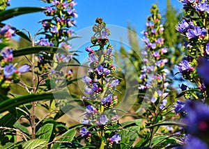 Wild flowers echium callithyrsum, Gran canaria