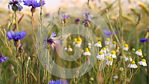 Wild flowers at the edge of a barley field in slow motion