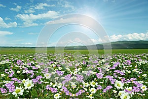 Wild flowers everywhere