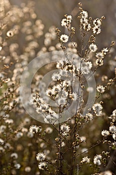 Wild flowers and fauna