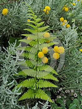 Wild flowers and fern