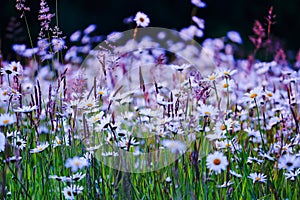 Wild flowers field