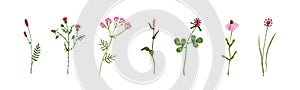 Wild flowers, field herbs set. Floral herbal plants with leaf and blooms. Different delicate meadow wildflowers of pink